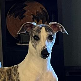 Anton - Whippet
