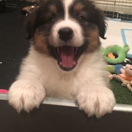 Australian Shepherd Puppies from Highline