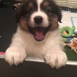 Australian Shepherd Puppies from Highline