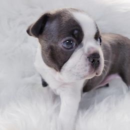 Boston Terrier Puppies from Our Gang Bostons