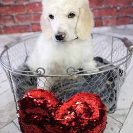 Poodle Puppies from Malone Standard Poodles
