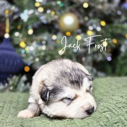 Jack Frost - Sable and white male Alaskan Malamute puppy in Brookwood, Alabama from Sunset Malamutes