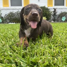 Silas - Chocolate and tan male Dachshund puppy in Estelle, Louisiana from NOLA Dachshunds