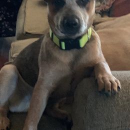 Australian Cattle Dog All Grown Up from Flying J Homestead Cattle Dogs