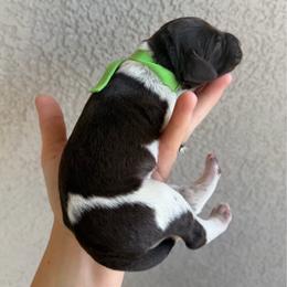 Green boy - Liver and white male German Shorthaired Pointer puppy in Escalon, California from Valley Pointers