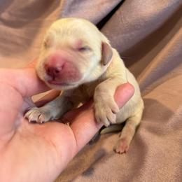 Sweetie - Light golden female Golden Retriever puppy in Oregon from Bliss Retrievers