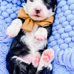 Checkers - Black and white male Bernedoodle puppy in Otisville, Michigan from Danie’s Darling Doodles LLC