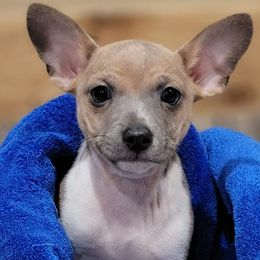 Rat Terriers and Teddy Roosevelt Terriers from Wiggle Wag Kennels
