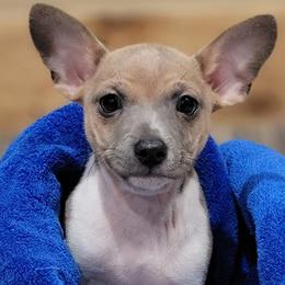 Rat Terriers and Teddy Roosevelt Terriers from Wiggle Wag Kennels