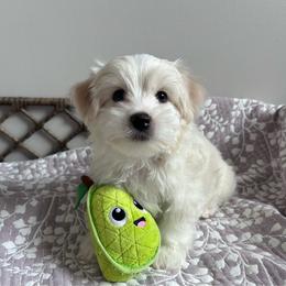 Adorable Blonde Parti Male - Tan and white male Yorkshire Terrier puppy in Benson, Arizona from Happy Tails Yorkies
