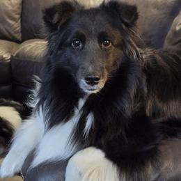 Raven - Shetland Sheepdog