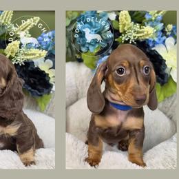Dachshund Puppies from Doxi Delights AKC Miniature Dachshunds