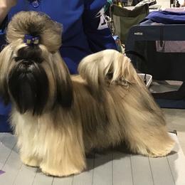 Butch - Shih Tzu