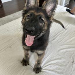 German Shepherd Puppies from Howixx German Shepherds