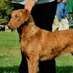 Chesapeake Bay Retrievers from Desert Winds Chesapeakes