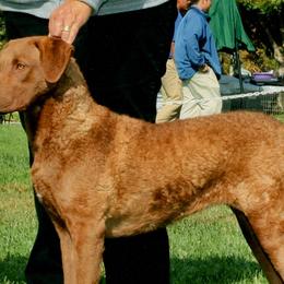 Chesapeake Bay Retrievers from Desert Winds Chesapeakes