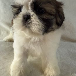 Bellini - Gold and white female Shih Tzu puppy in Winston Salem, North Carolina from Little Miracles Shih Tzu