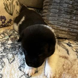 Green - Black male Akita puppy in Las Vegas, Nevada from Ishikawa Akita's