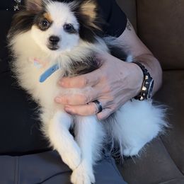 Pippy - Pomeranian