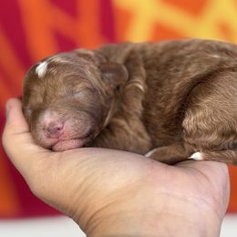 Orange - Red  female Goldendoodle puppy in Herriman, Utah from Sunnydoodle Utah