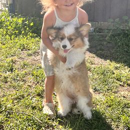 Pembroke Welsh Corgi Puppies from Hills End Corgis