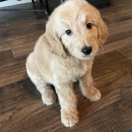 Boulder - Apricot male Goldendoodle puppy in The Woodlands, Texas from Gracie's Goldendoodles and Bernedoodles