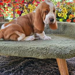 Green girl Harlow - Lemon and white female Basset Hound puppy in Foley, Alabama from Jubilee Basset Hounds