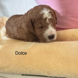 Dolce - Red  male Goldendoodle puppy in Danville, Virginia from Stella’s Stunning Goldendoodles of VA