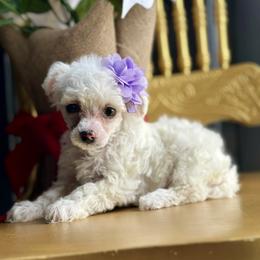 Hope - White female Poodle puppy in Adolphus, Kentucky from Deerly Poodles