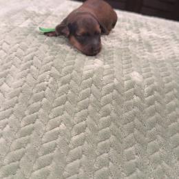 Boy 3 - Red male Dachshund puppy in Belen, New Mexico from Chavez Longhair Lowriders