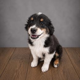 Colin - Black tri male Miniature Australian Shepherd puppy in Macomb, Missouri from Show Me MO Aussies