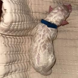Blue collar - Cream male Goldendoodle puppy in Cape Coral, Florida from Magnolia Doodles co.