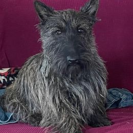Foxy - Scottish Terrier