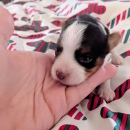 Chocolate and tan parti boy - Parti male Yorkshire Terrier puppy in Odenville, Alabama from Yorkie Prints