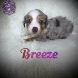 Breeze - Blue merle female Miniature Australian Shepherd puppy in Lubbock, Texas from Baby Storm Kennels