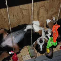 Bernese Mountain Dog Puppies from Baby Bear Bernese Kennel