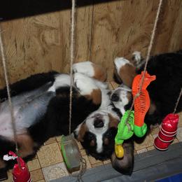 Bernese Mountain Dog Puppies from Baby Bear Bernese Kennel