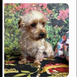 Little red Stormy - Yorkshire Terrier