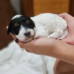 Rocky - Tri-color male Cavapoo puppy in Glendale, Arizona from Cool Cavapoos