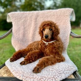 Edamame - Poodle puppy from Canine Castle of Cleveland