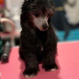 Christian - Silver male Chinese Crested puppy in Brooksville, Florida from Ariella Standard Poodles & Chinese Cresteds
