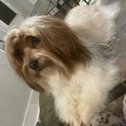 Havanese - Havanese