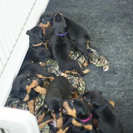 Doberman Pinscher Puppies from Prima Dobermans