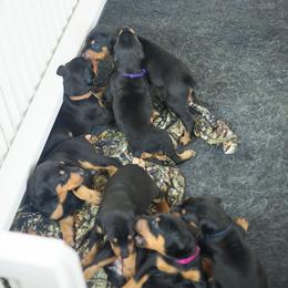 Doberman Pinscher Puppies from Prima Dobermans