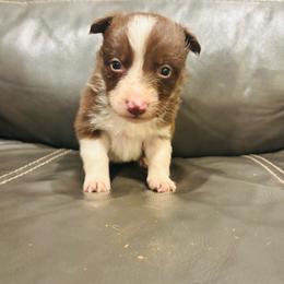 Kiwi - White and red female Border Collie puppy in North Lakeport, California from Wild Rose Ranch