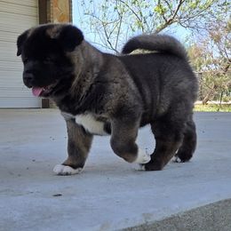 Akita Puppies from Folklore Akitas