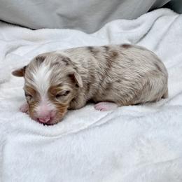 Willow - Red merle female Miniature Australian Shepherd puppy in Bly, Oregon from Apacheblus Toy Aussies