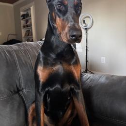 Mila - Black and rust female Doberman Pinscher puppy in Lafayette, Louisiana from Indah Lux Dobermans