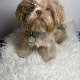 Romeo - Shih Tzu