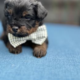 Heath - Black and tan male Havapoo puppy in Loveland, Colorado from Littledoodles2love